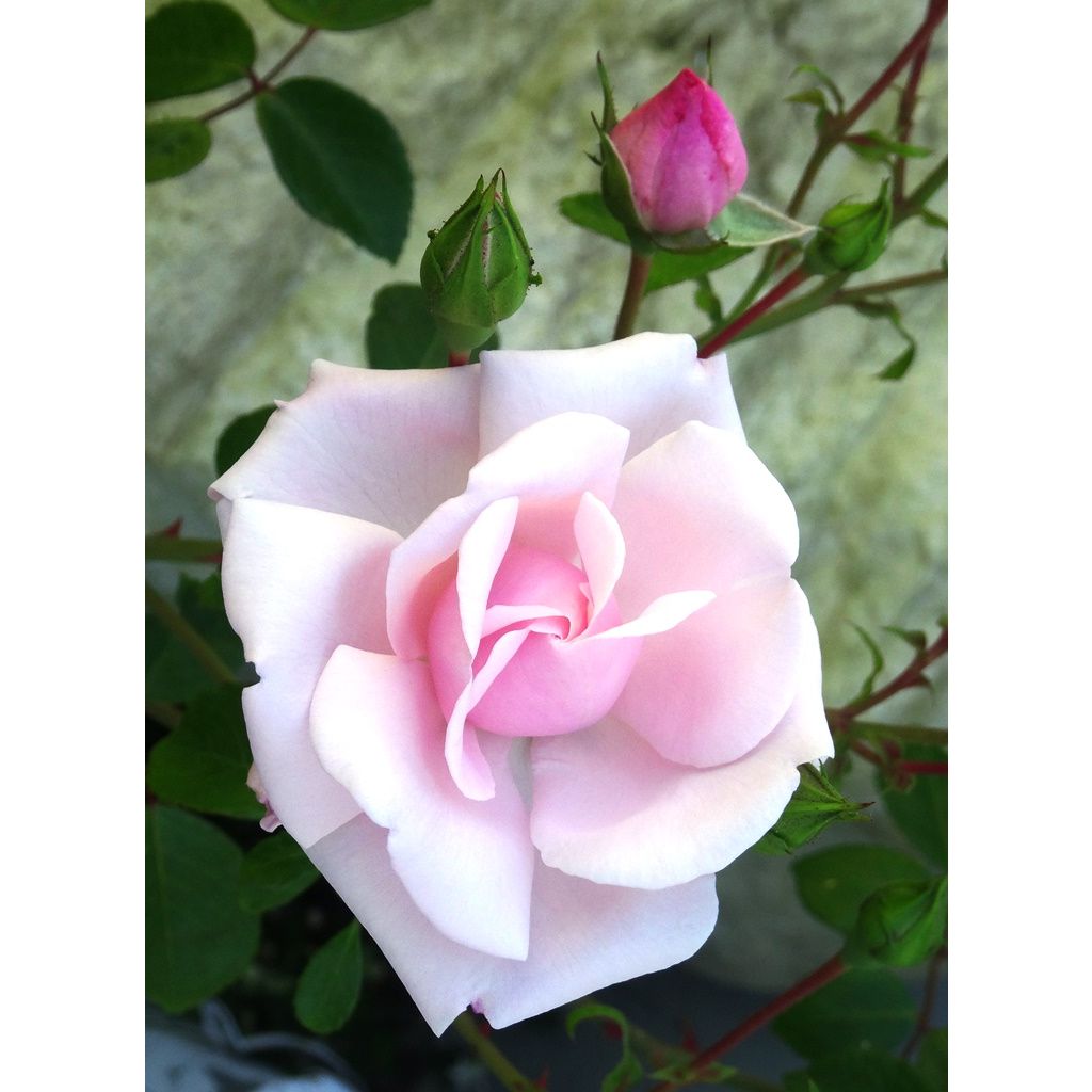 Rosa New Dawn - Klimroos