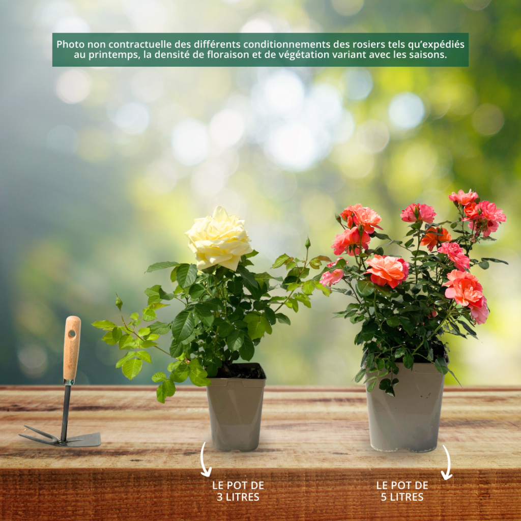 Rosa Sugar Candy Rose - Trosroos