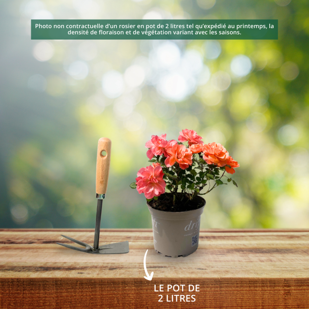 Rosa Friendly Purple - Polyantharoos