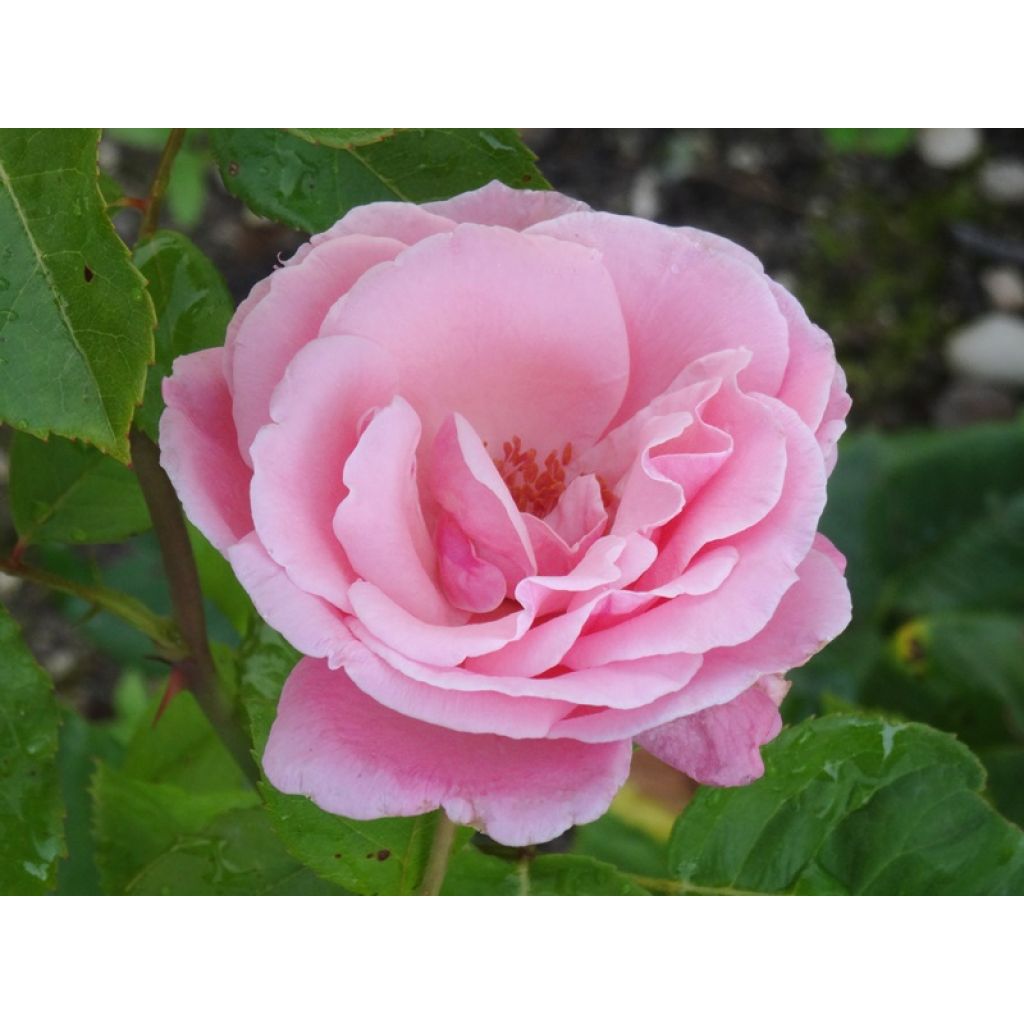 Rosa Queen Elizabeth - Grootbloemige roos
