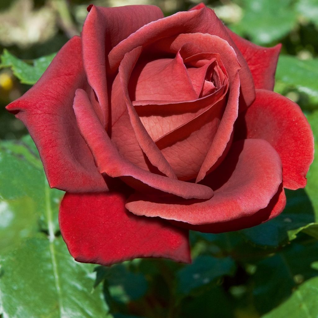 Rosa Terracotta - Grootbloemige roos