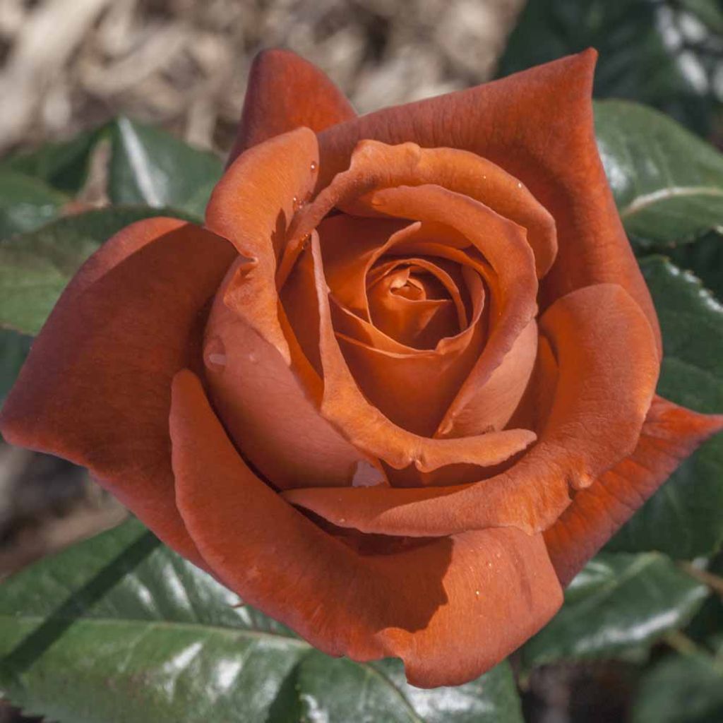Rosa Terracotta - Grootbloemige roos