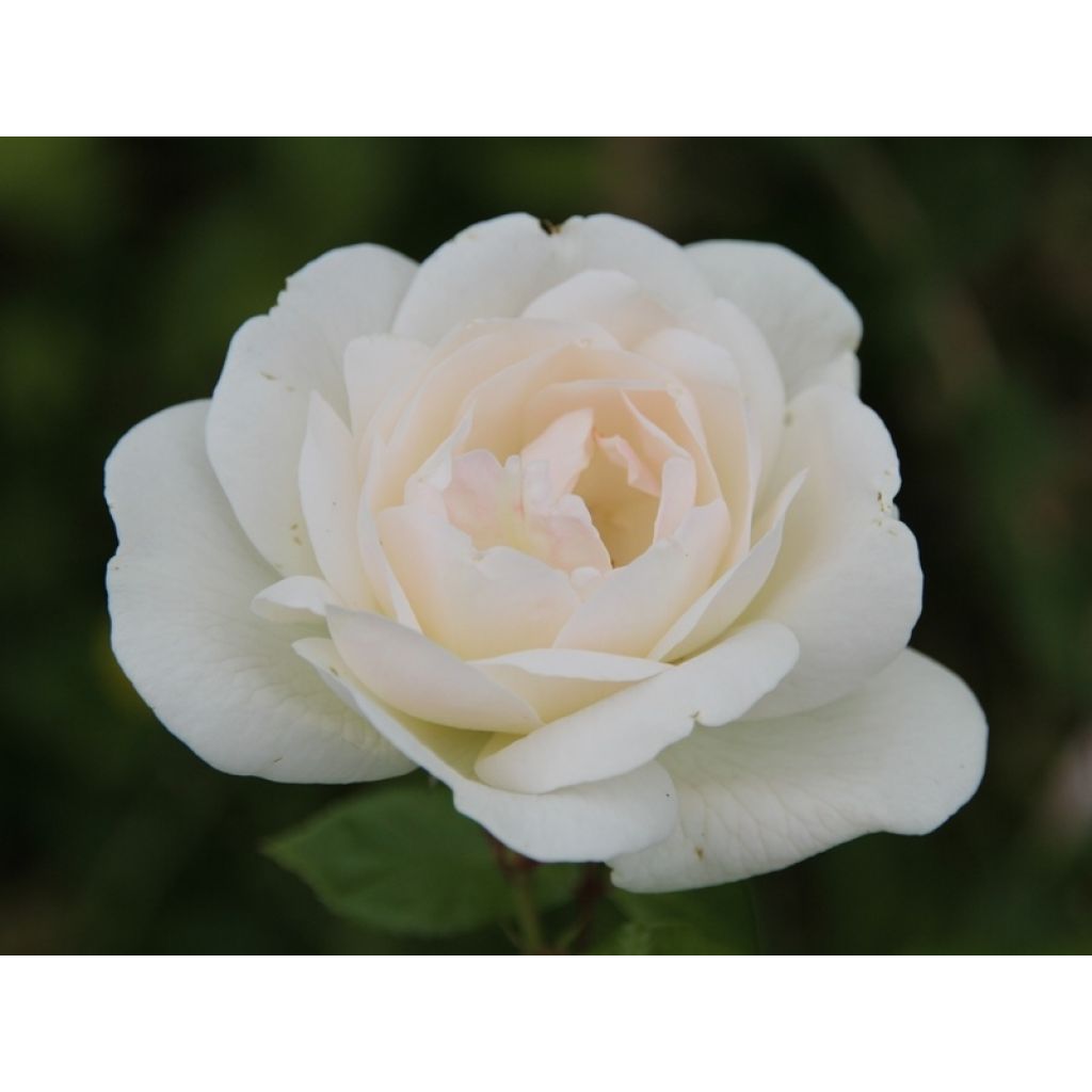 Rosa White Symphony - Grootbloemige roos