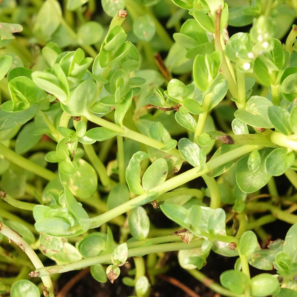 Rotala rotundifolia Green - Rotala rondeblad