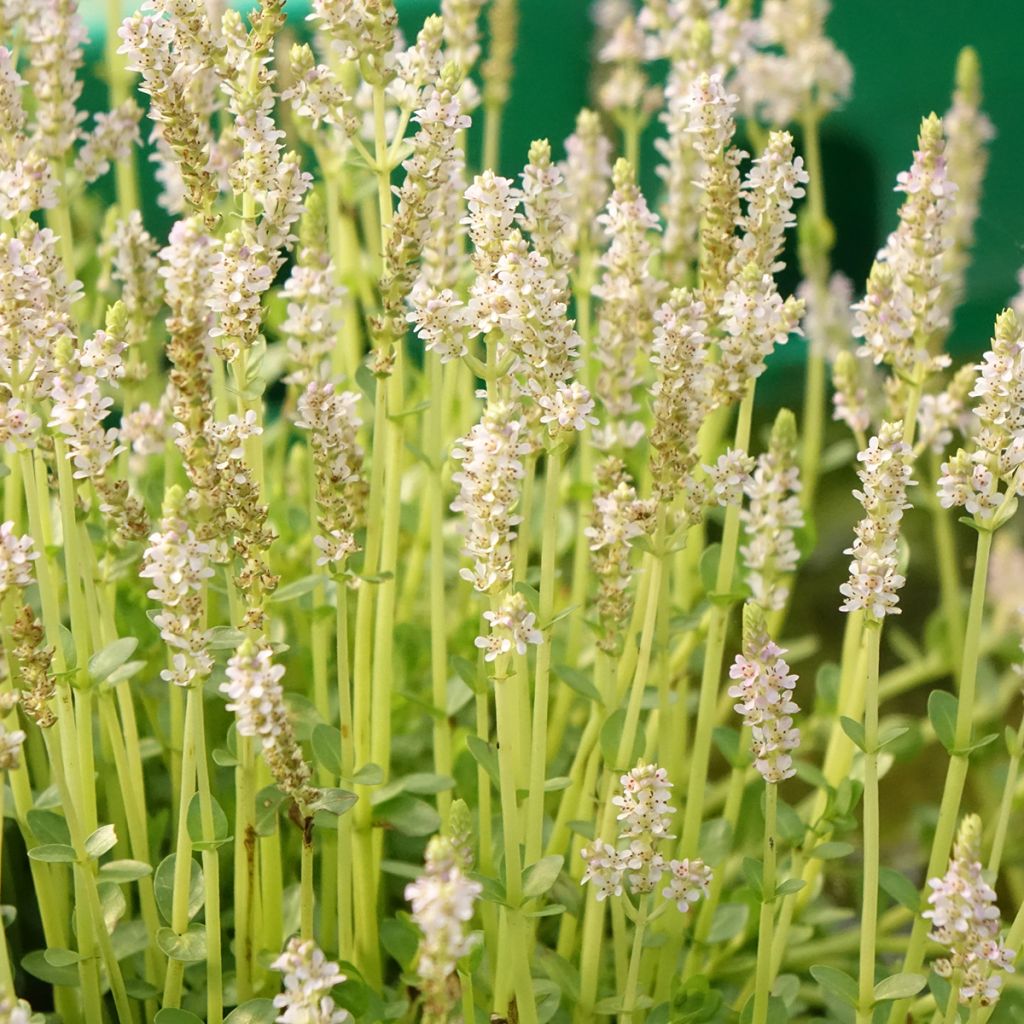 Rotala rotundifolia Green - Rotala rondeblad