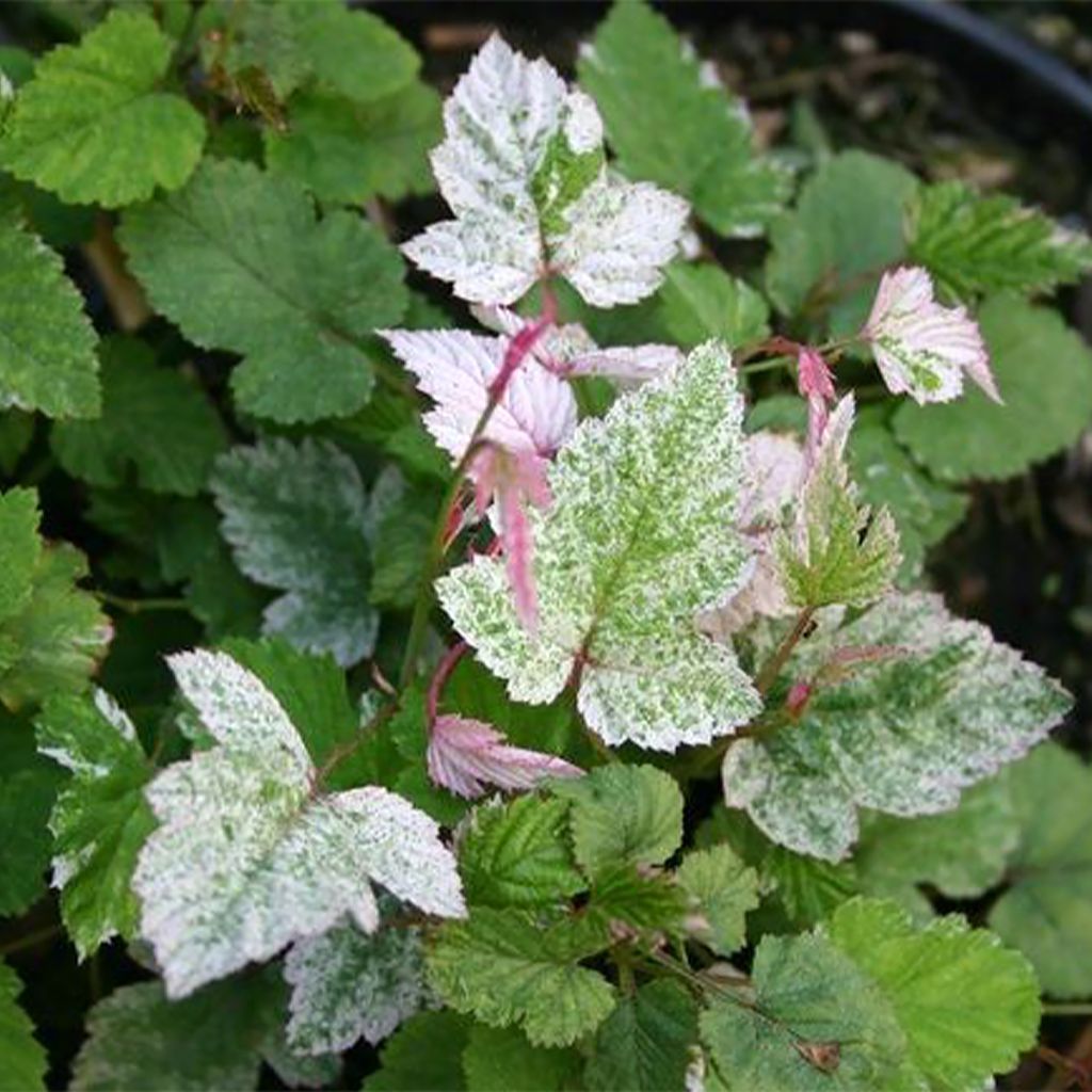 Rubus microphyllus Variegatus - Ronce dornement bont