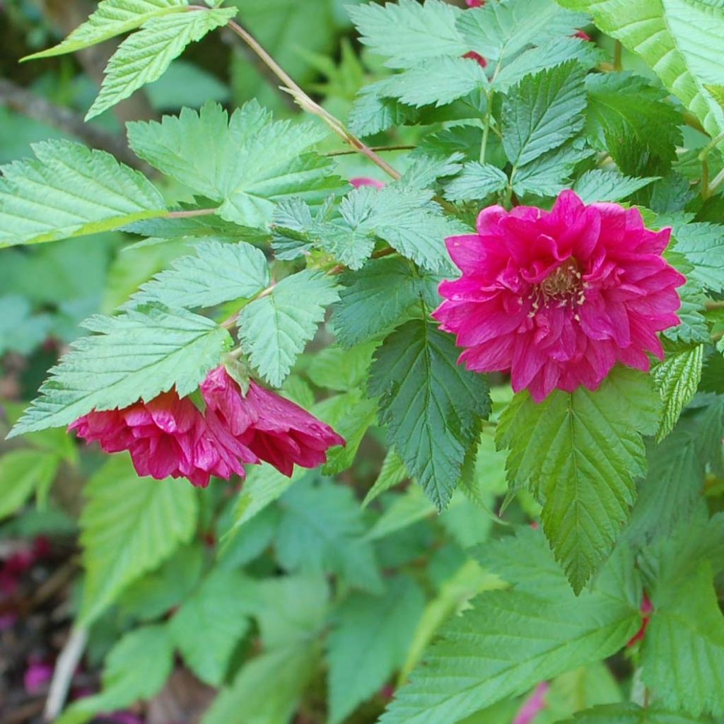 Rubus spectabilis Olympic Double - Prachtframboos