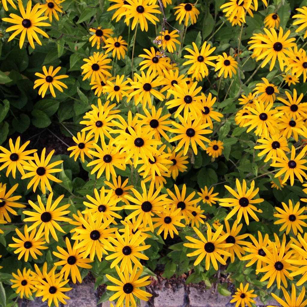 Rudbeckia fulgida Forever Gold - Zonnehoed