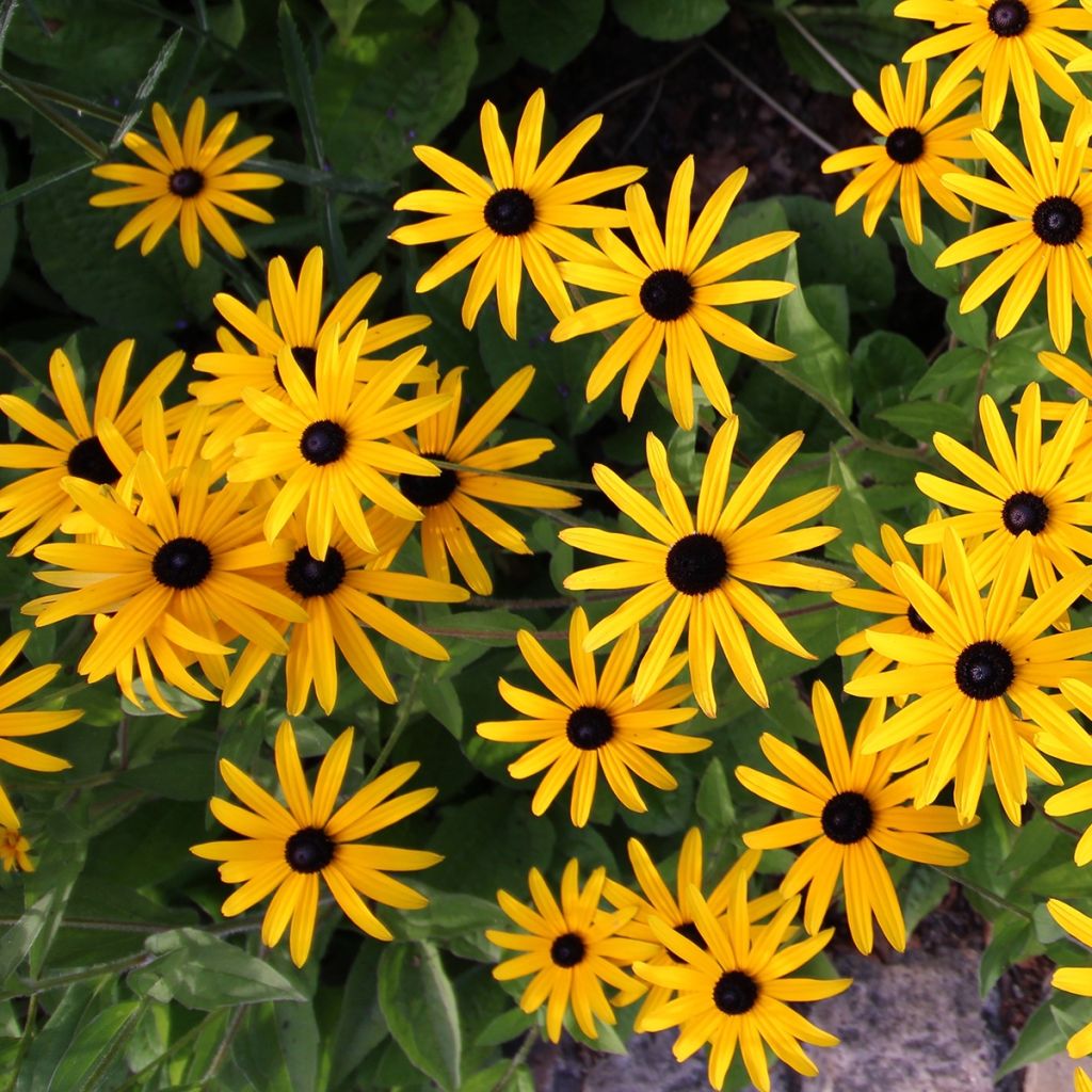 Rudbeckia fulgida Forever Gold - Zonnehoed