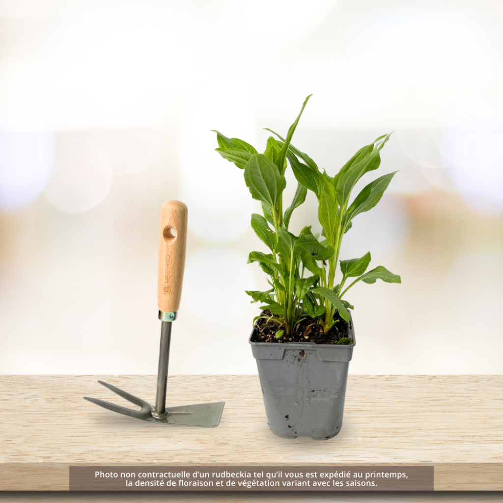 Echinacea purpurea Irresistible - Rode zonnehoed