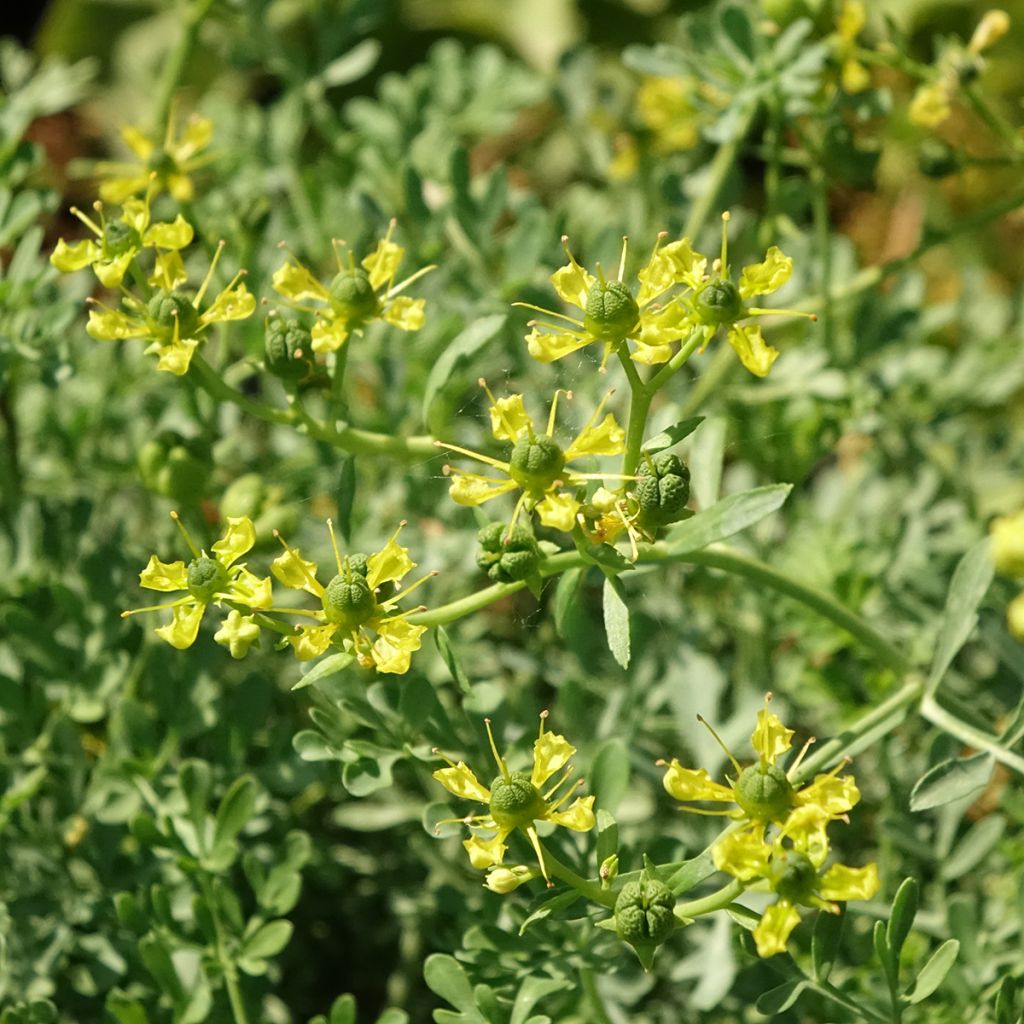 Wijnruit - Ruta graveolens