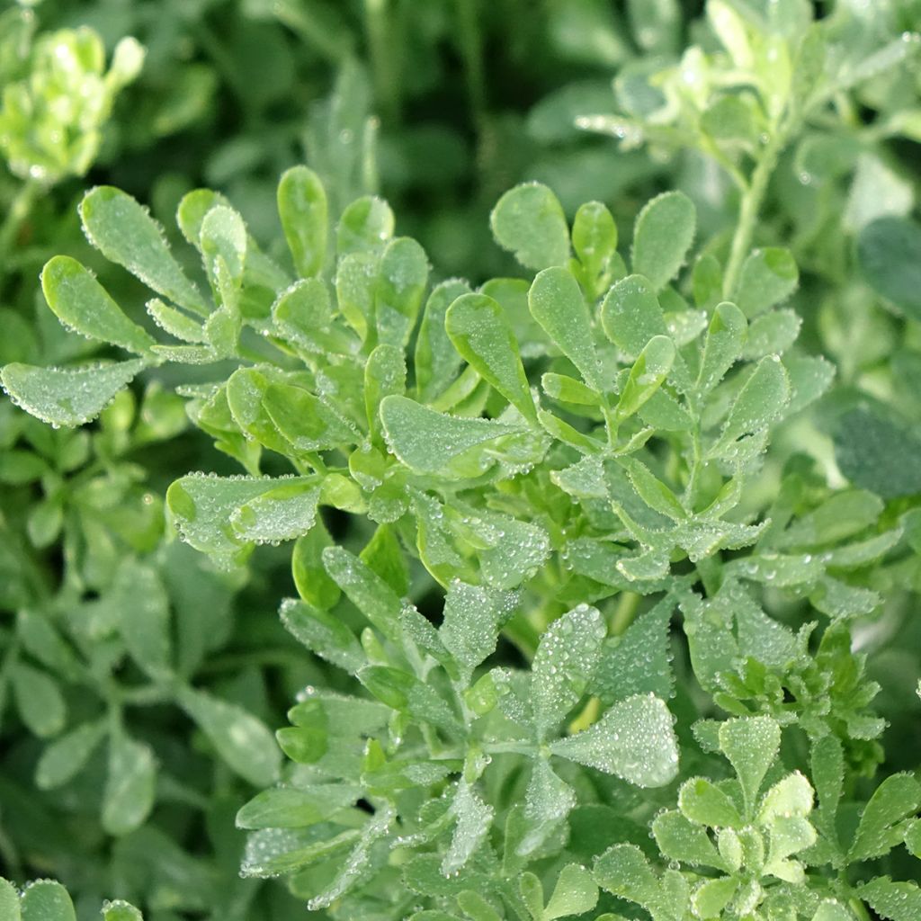 Wijnruit - Ruta graveolens