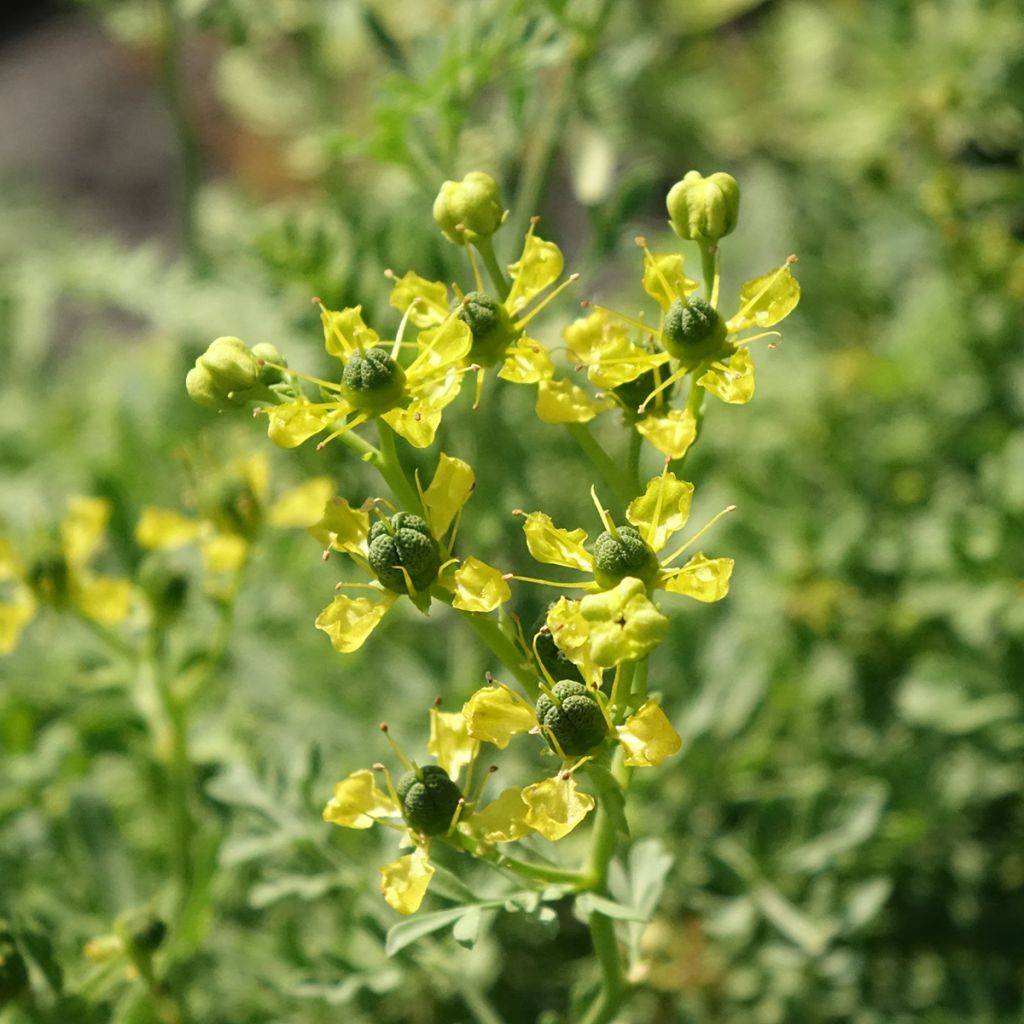 Wijnruit - Ruta graveolens