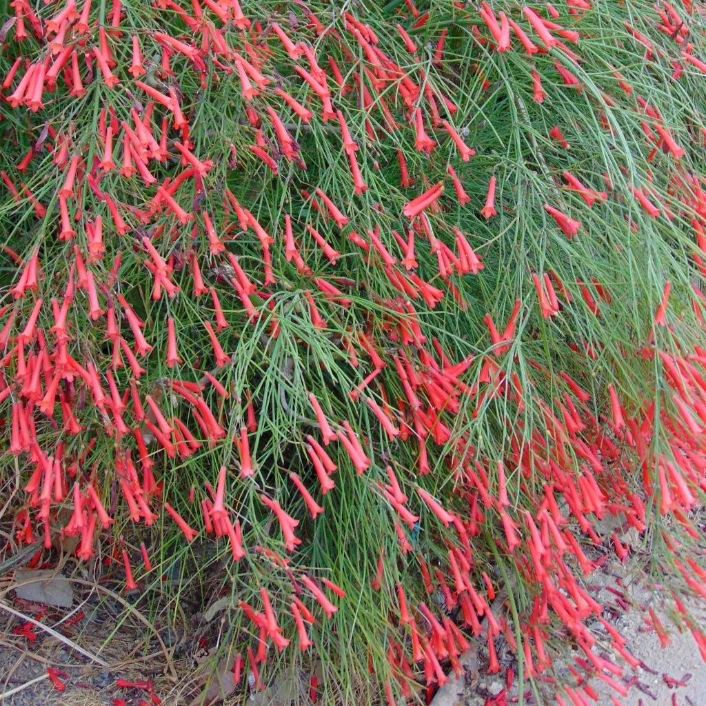 Russelia equisetiformis - Vuurwerkplant