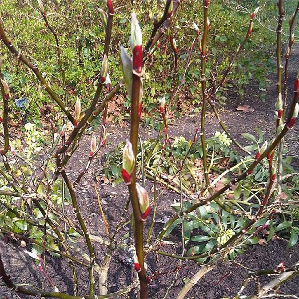 Salix fargesii - Chinese wilg