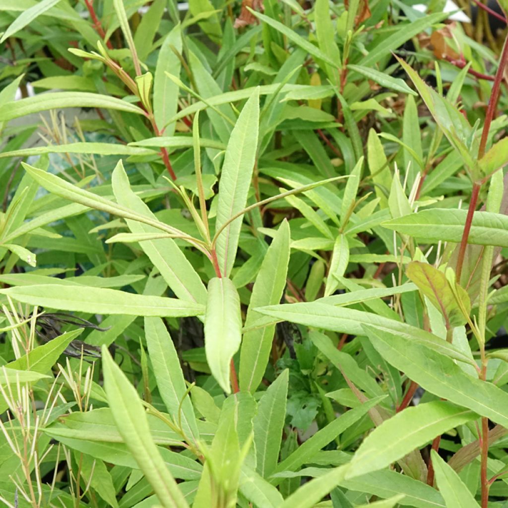 Salix sachalinensis Sekka - Bandwilg
