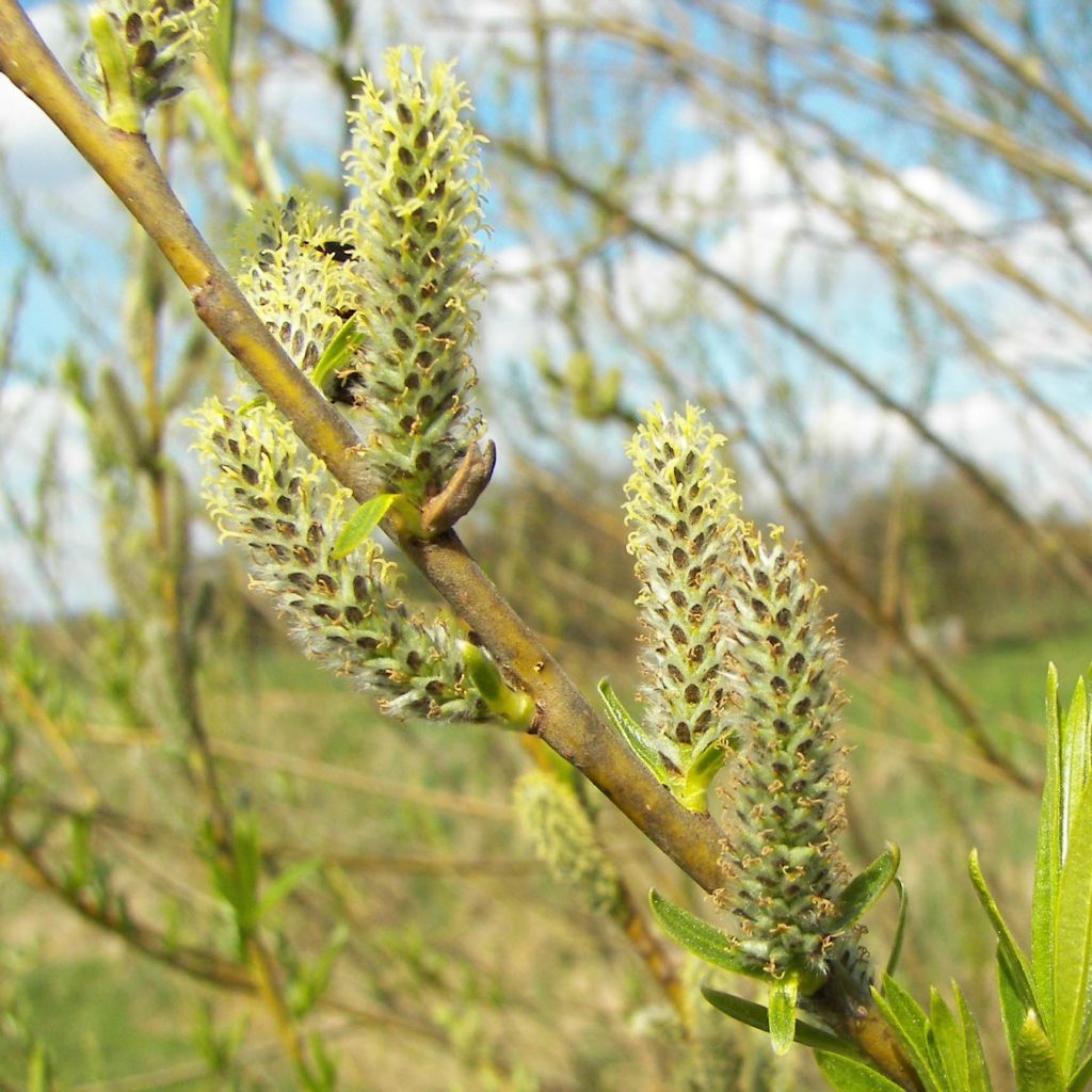 Salix viminalis - Katwilg