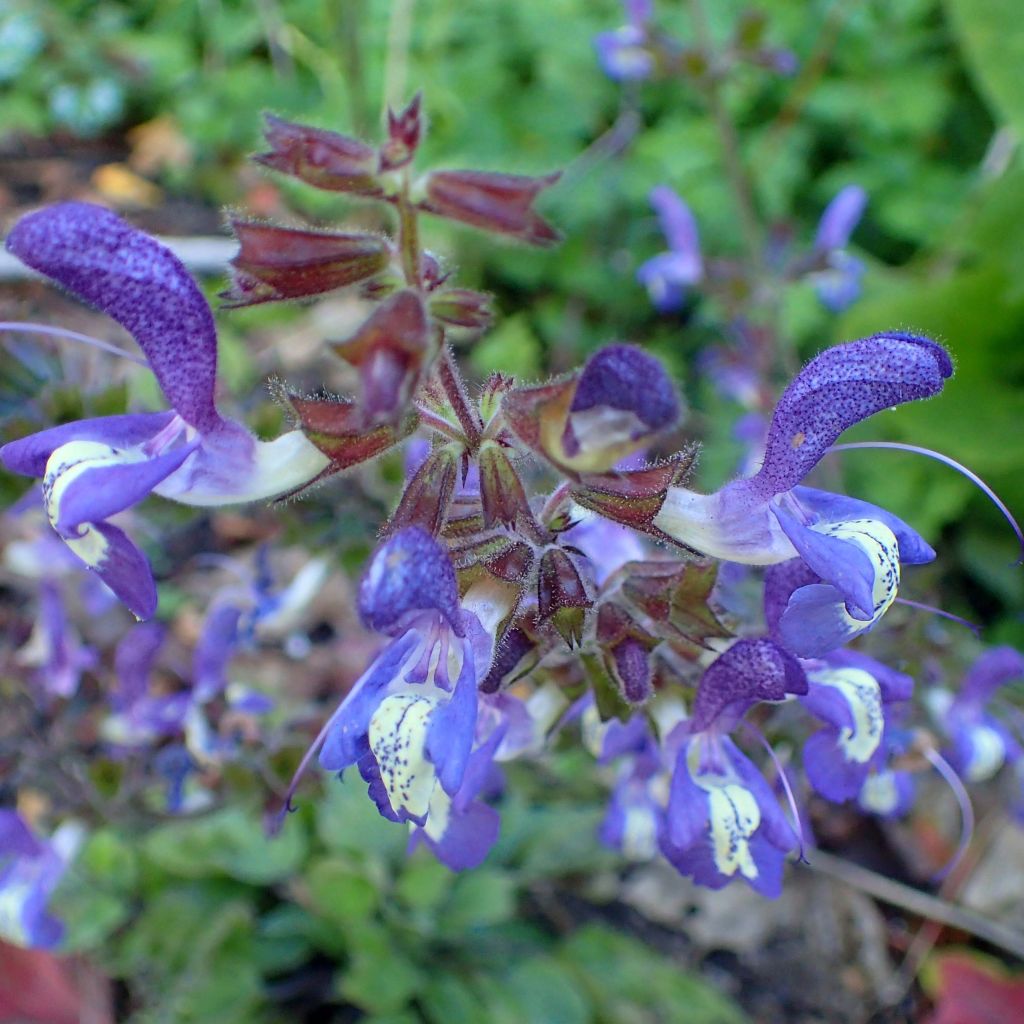 Salvia forsskaolei - Salie
