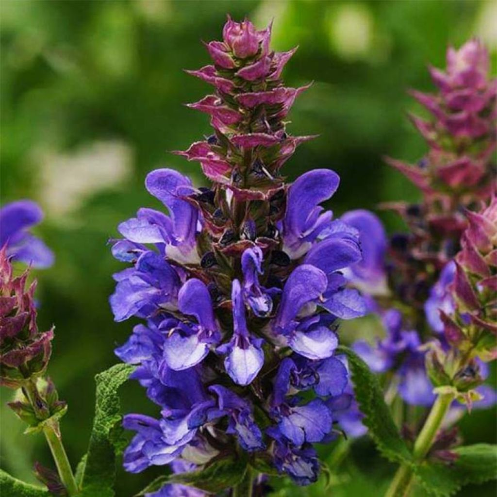 Salvia nemorosa Blue Marvel - Bossalie