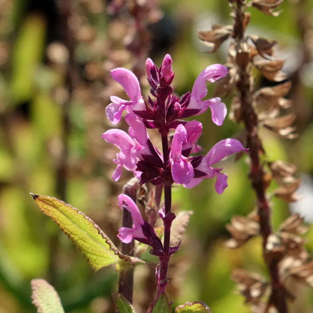 Salvia sylvestris Katsjing - Bossalie