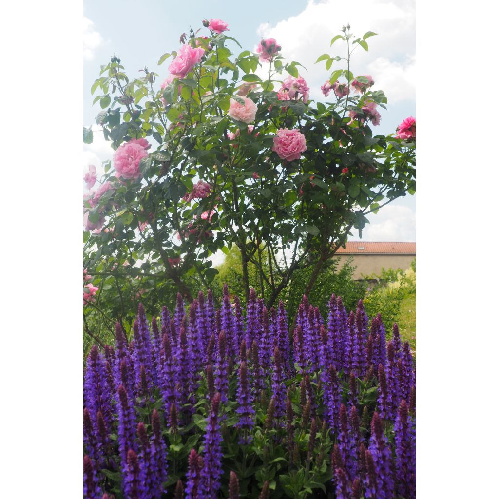 Salvia nemorosa Ostfriesland - Bossalie