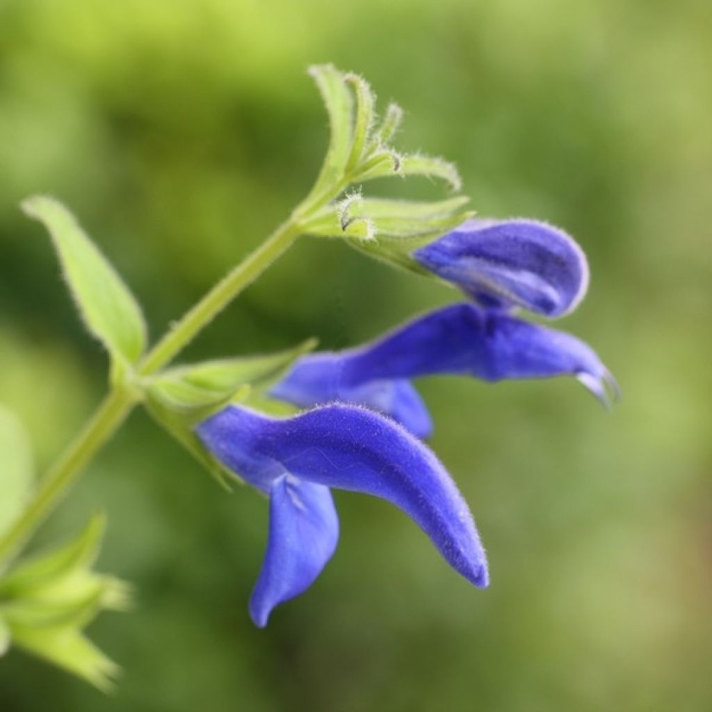 Salvia patens Royal Blue - Blauwe salie