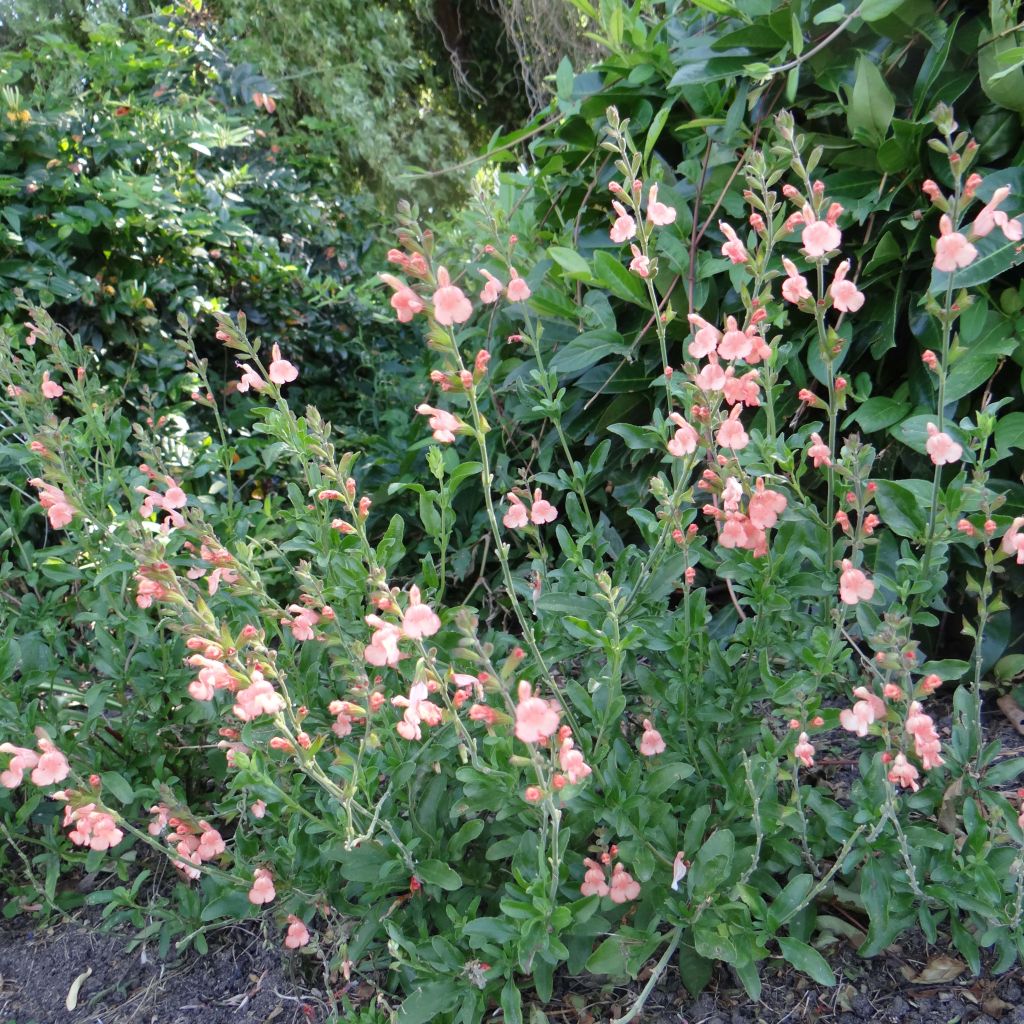 Salvia jamensis California Sunset - Struiksalie