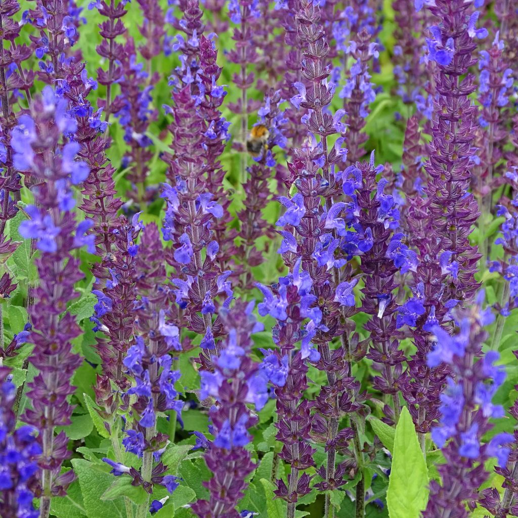 Salvia superba Reine Bleue - Bossalie