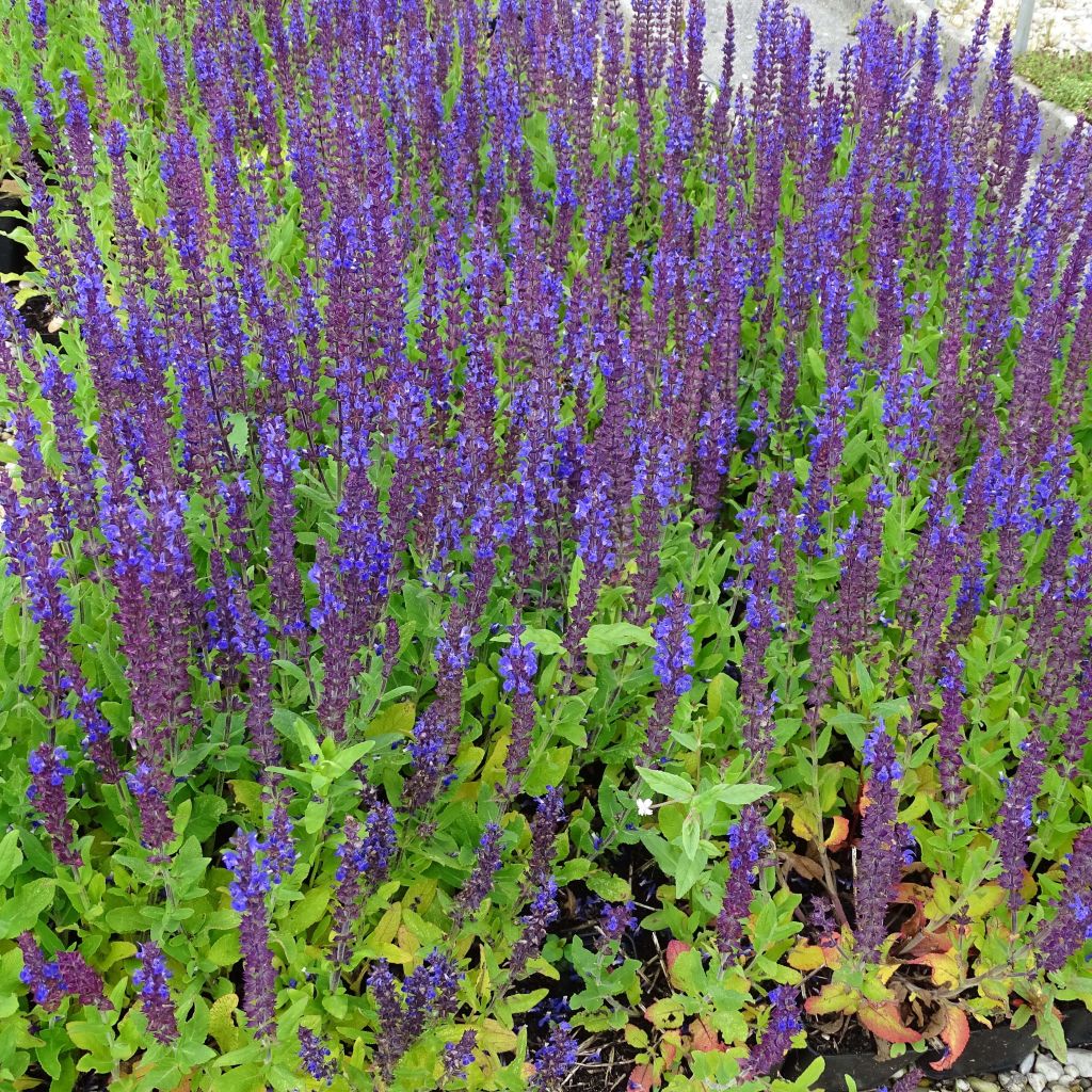 Salvia superba Reine Bleue - Bossalie