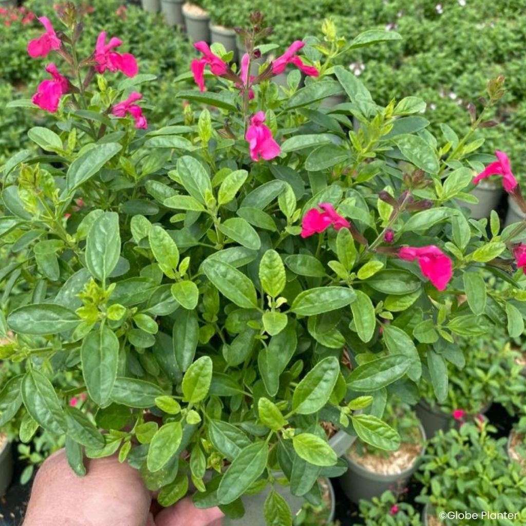 Salvia greggii Mirage Hotpink - Herfstsalie
