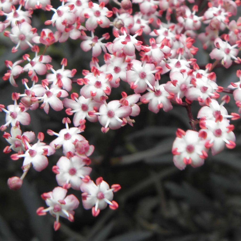 Sambucus nigra Black Lace - Gewone vlier