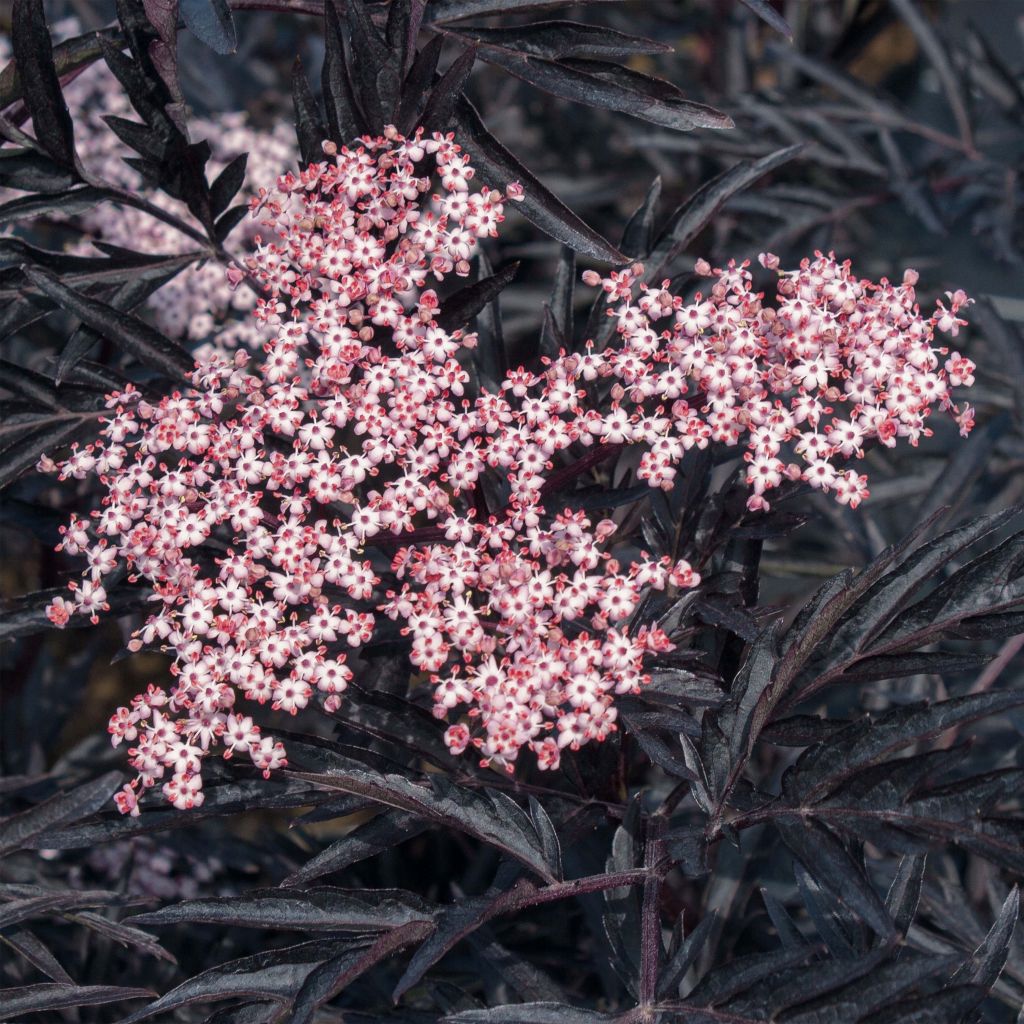 Sambucus nigra Black Lace - Gewone vlier