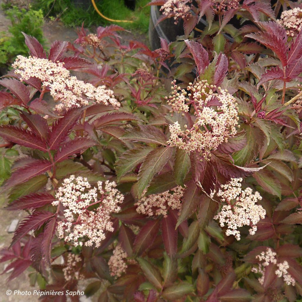 Sambucus nigra Serenade - Gewone vlier