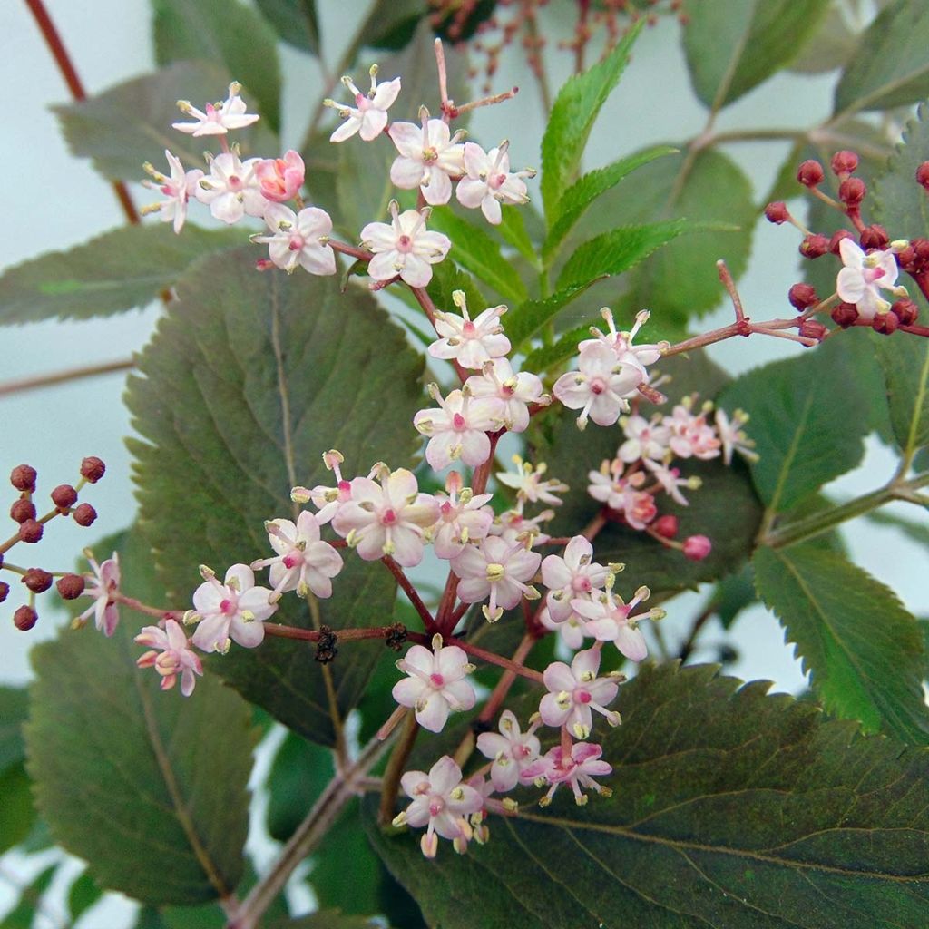 Sambucus nigra Thundercloud - Gewone vlier