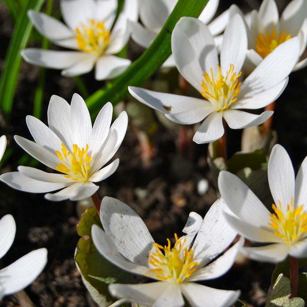 Sanguinaria canadensis - Bloedwortel
