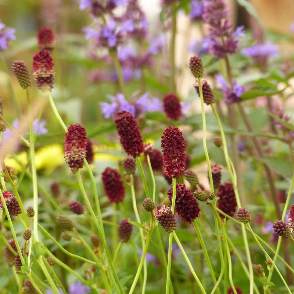 Sanguisorba Red Thunder - Grote pimpernel