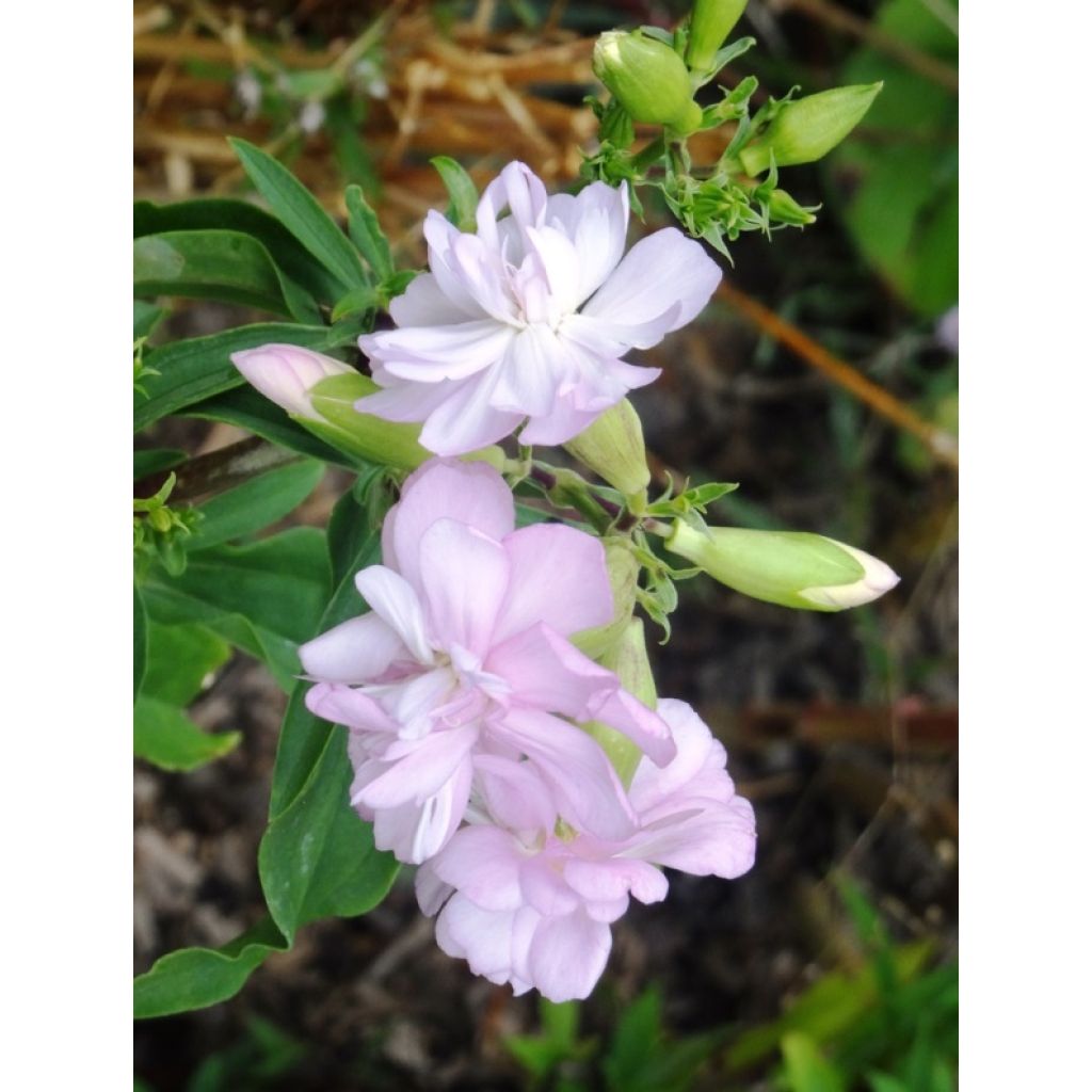 Saponaria officinalis Rosea Plena - Zeepkruid