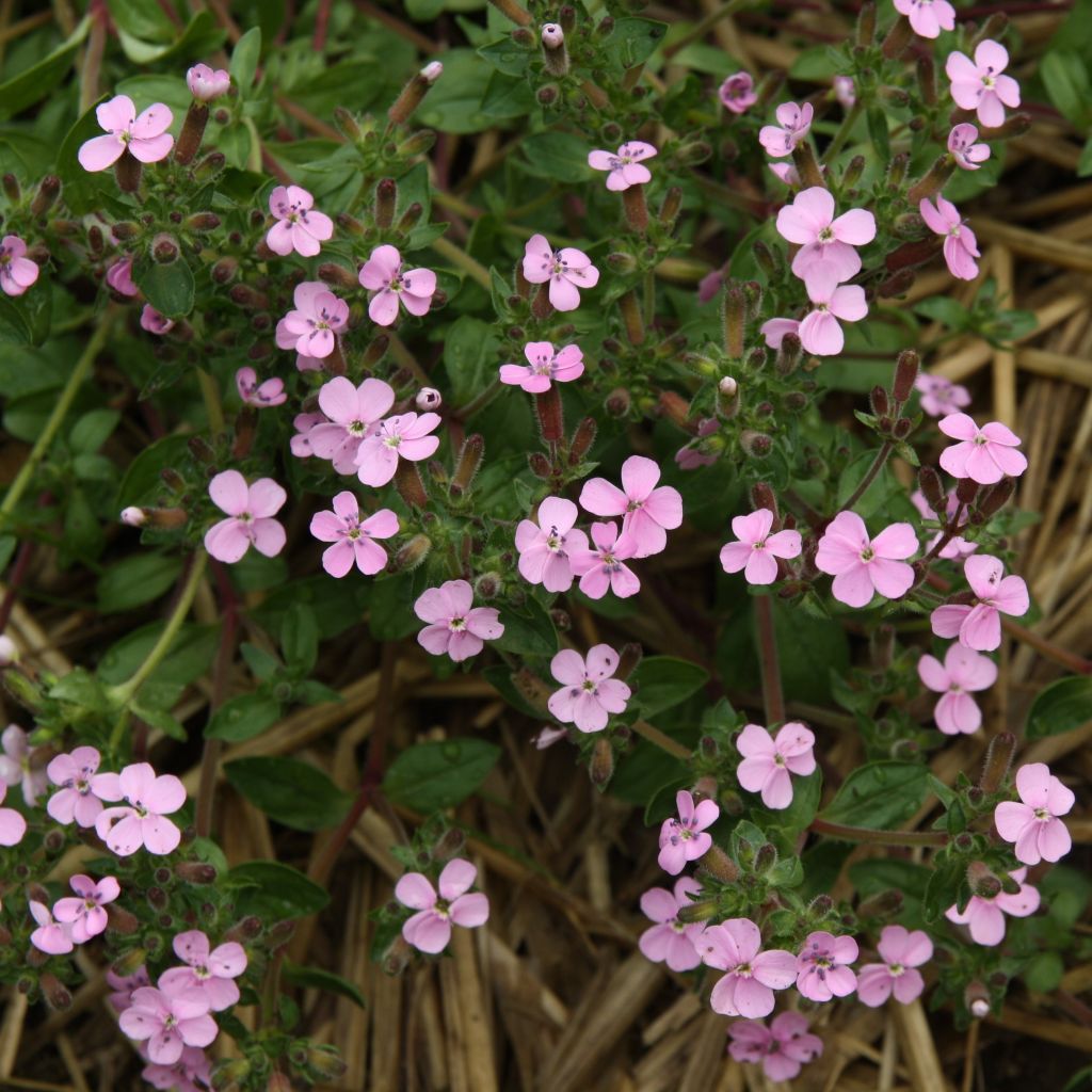 Saponaria ocymoides - Zeepkruid