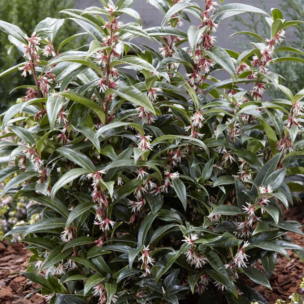 Sarcococca Winter Gem - Vleesbes