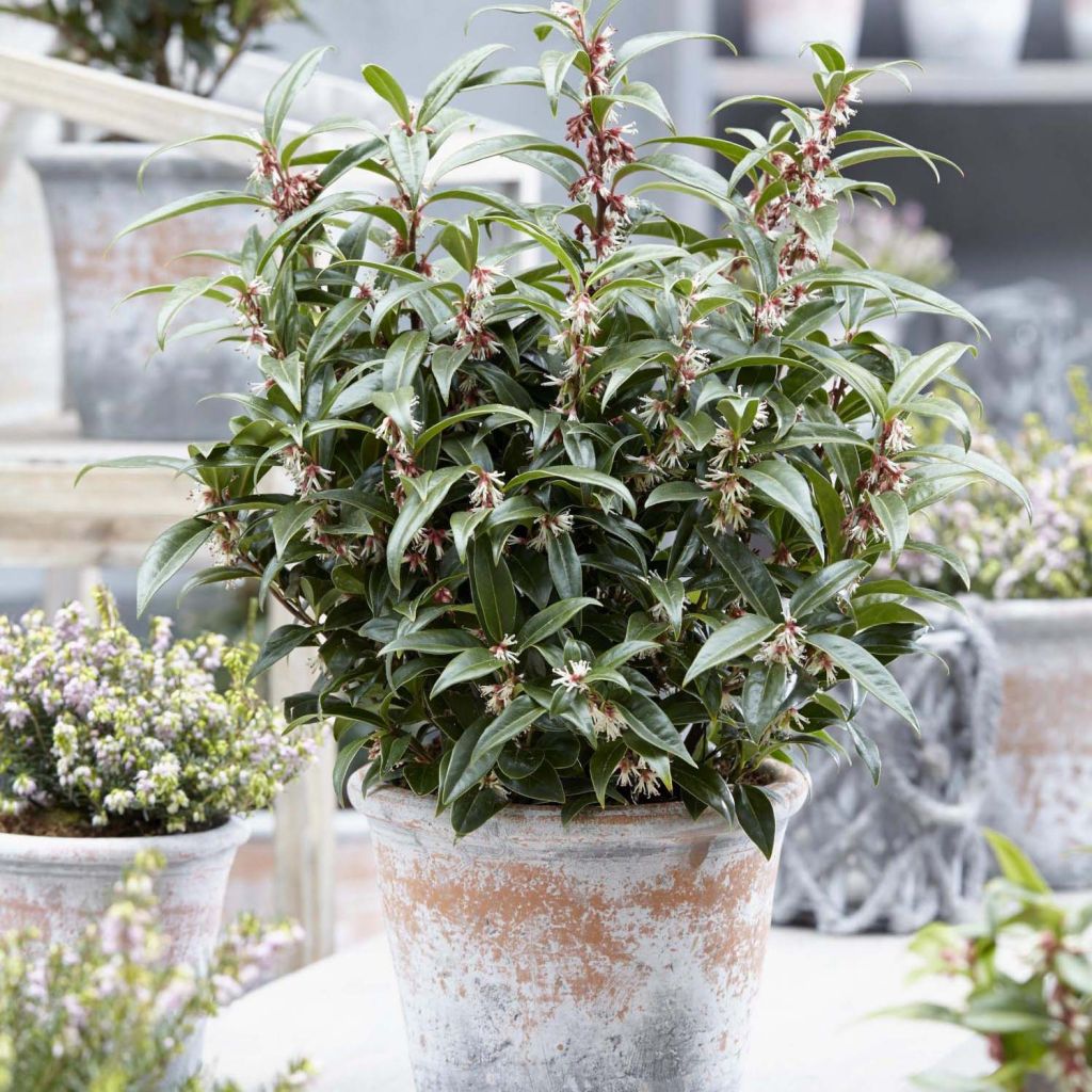 Sarcococca Winter Gem - Vleesbes