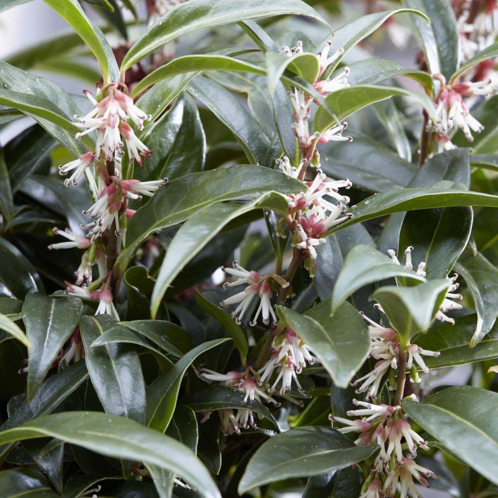 Sarcococca Winter Gem - Vleesbes