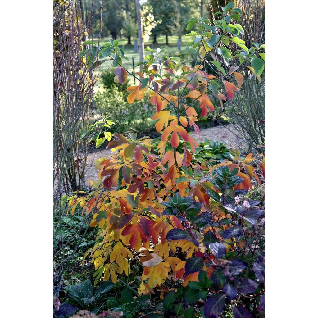 Sassafras albidum - Sassafrasboom