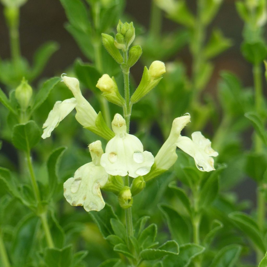 Salvia Lemon Light - Struiksalie