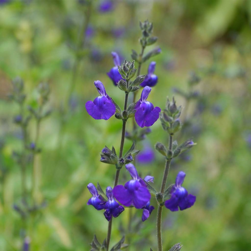 Salvia nemorosa Victoria Blue - Struiksalie