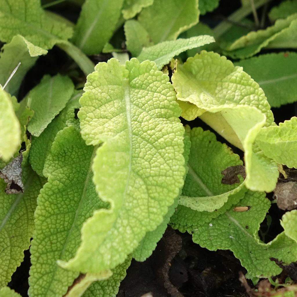 Sauge Spires Snow Kiss - Salvia hybrida