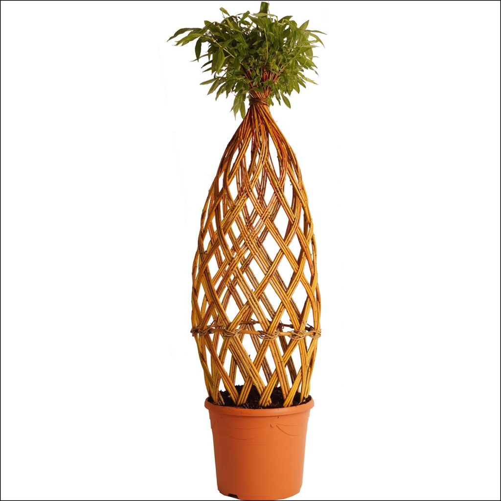 Gevlochten gele wilg - bolvorm