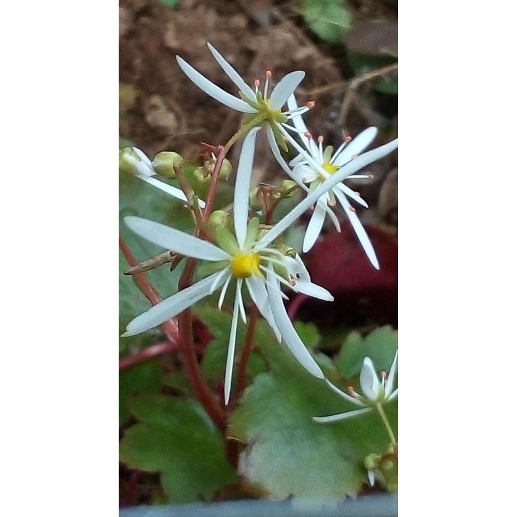 Saxifraga fortunei Wada - Steenbreek