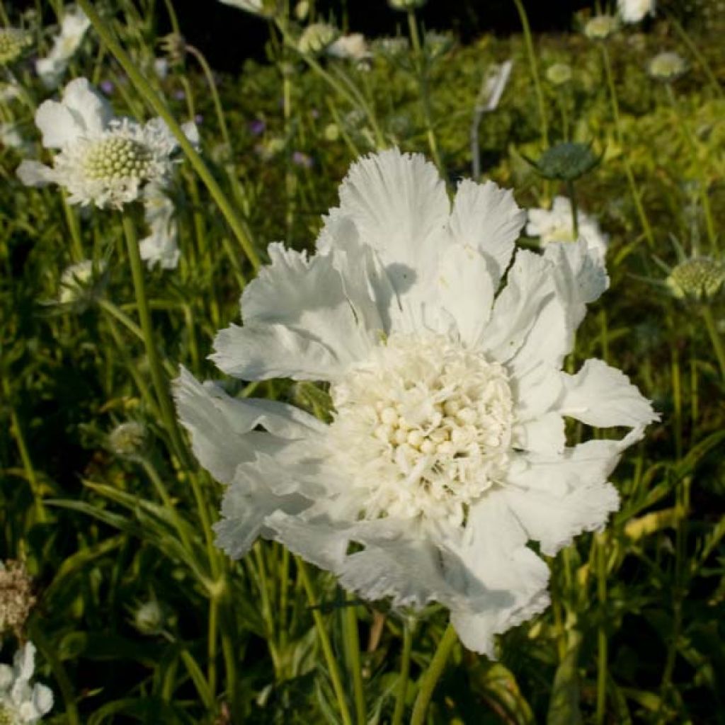 Scabiosa caucasica Alba - Kaukasisch duifkruid