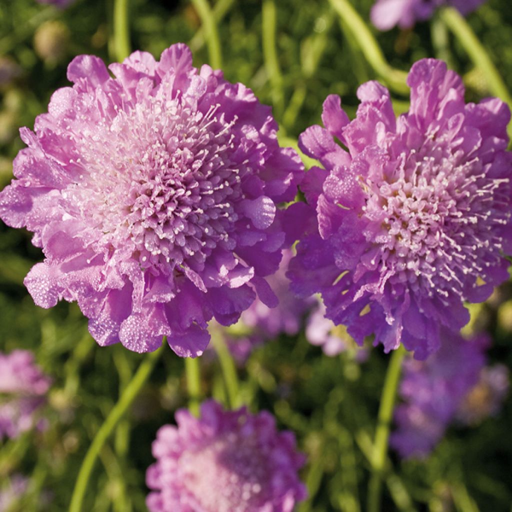 Scabiosa columbaria Pink Mist - Duifkruid