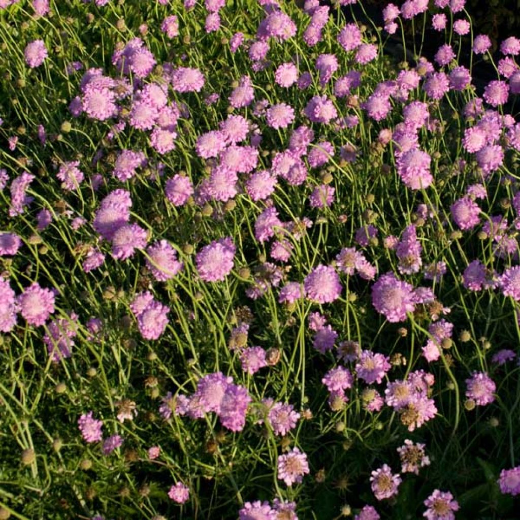 Scabiosa columbaria Pink Mist - Duifkruid